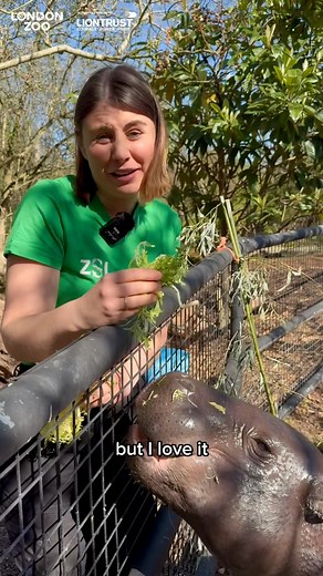 Meet Amara, the sassiest animal at the Zoo 🦛 Pygmy hippos like Amara are now incredibly rare, with only around 2500 remaining in the wild. Through ZSL we obtained the first ever photos of pygmy hippos in Liberia, helping pioneer wildlife conservation for hippos in the country. Join us at the Zoo this Easter for Zoonormous Egg Hunt, and support our global conservation work 🙌 Our Ask A Keeper series is created in partnership with Liontrust Heroes 🦁 | London Zoo