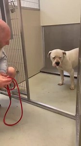 Update 4/9: Adopted! 🛑SQUISHY CM10 FINAL DEADLINE 4/12 OR EUTHANIZED 🛑 Located @Wichita, KS Animal Shelter (NOT in the care of Beauties & Beasts Rescue) This handsome boy has had hundreds of comments, thousands of shares, yet he's still in danger and has been issued a final deadline already. 😩 If not saved by close on 4/12, he will be euthanized! He needs a direct adopter or a foster thru a rescue to give him a soft place to land! Please help before he's gone forever! Previous post: https://f