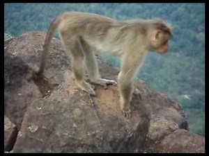 Monkey's Suicide