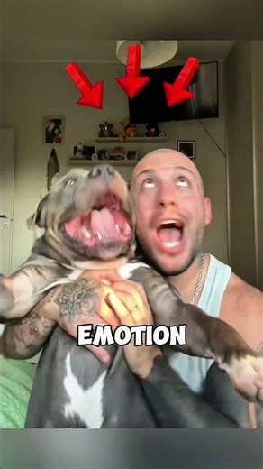 3 Dog Behaviors That Mean Something Else (Most Owners Miss This) #dogs #pets #animals #shorts