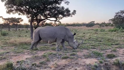 2.4K views · 291 reactions | Sound  up. Listen to this "living dinosour" eating grass, looking so peaceful. Doing what rhinos do early in the morning .. .... Eating is what they do most of the time. #rhino #saveourrhinos #rhinoconservation #endangered #loverhino #animallivesmatter #rhinolivesmatter #betheirfuture #keepthemsafe #protectthem #babyrhinorescueorg | Baby Rhino Rescue | Facebook