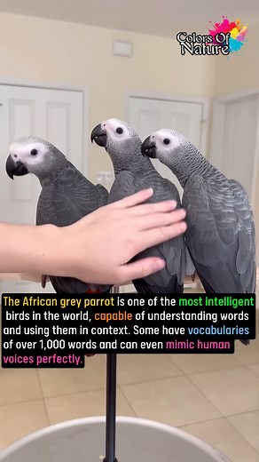 The African grey parrot | Colors Of Nature