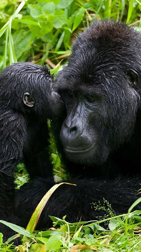 5.4K views · 23 reactions | Gorilla trekking experience — the...