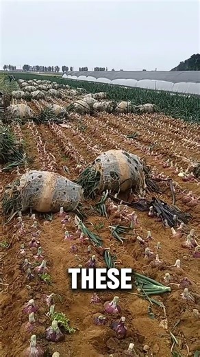 Incredible Red Onion Harvesting Process 🧅🌾 | Smart Farming Techniques