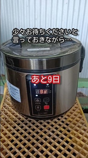 【黒ニンニク作り4日目】ジャンボもいけそう♪