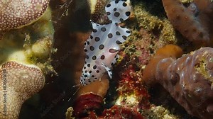 Juvenile Barramundi Cod (Cromileptes altivelis) that just swallowed a shrimp. Antennas can be seen protruding from it's mouth, and a distended stomach. 1 of 2 60fps