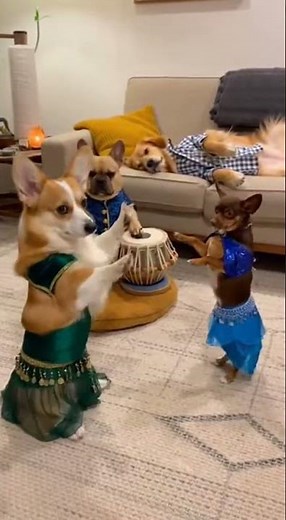 This Dog Show is Funniest Thing You’ll See Today 😂