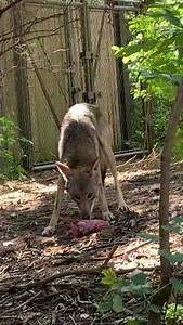 7.9K views · 176 reactions | Wolves are considered a “keystone species,” which means they have an invaluable impact on the overall health of an ecosystem. Wolves control prey species populations to such an extent that they create both floral and faunal biodiversity ranging from the largest of predators to the smallest of plant species.  Kelsey Lotz | Lincoln Park Zoo | Facebook