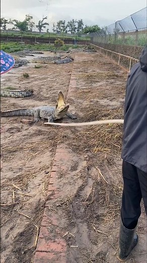 Collecting Crocodile Eggs: Farmers Use Sticks to Safely Move nesting Crocs 👀
