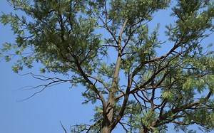 speed tree 软件使用分享第2集