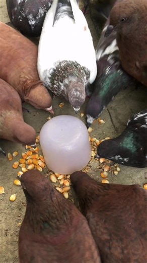 Afternoon feeding time#pigeon# | Abid Agro