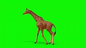Giraffe caminando en pantalla verde: video de stock (totalmente libre de regalías) 1076355368 | Shutterstock