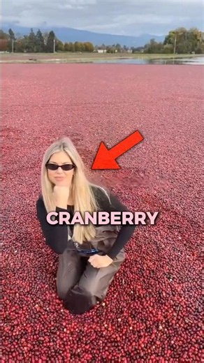 Why Is Cranberry Harvest Full of Wolf Spiders? 😳