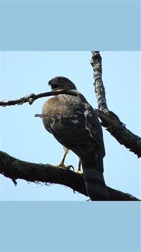 Hawk calling out #hawksounds #hawk