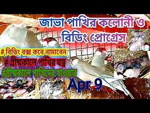 জাভা পাখির কলোনি ও বিডিং পোগ্রাস// how to JAVA SPARROW. ‪@Njm505‬