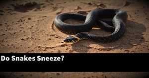 Do Snakes Sneeze, What Does a Snake Sneeze Sound Like? - My Reptile Blog