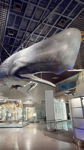 【The Sperm Whale: A Fusion of Life Model and Skeleton】 National Museum of Nature and Science, Tokyo