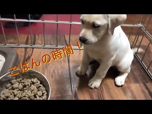 仔犬のごはん