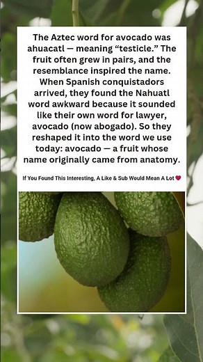 The Surprising Anatomy Fact Behind the Avocado 🥑