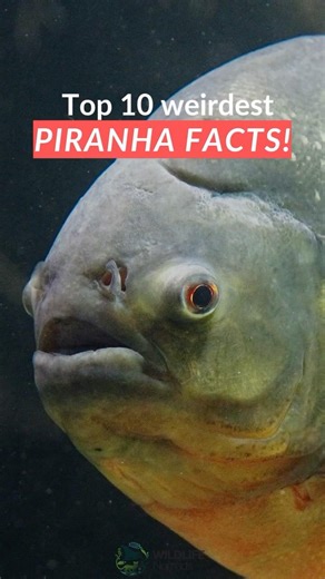 Top 10 WEIRDEST Piranha Facts!