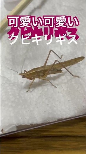 可愛い可愛いクビキリギス #昆虫 #クビキリギス #キリギリス #可愛い #かわいい #鳴き声