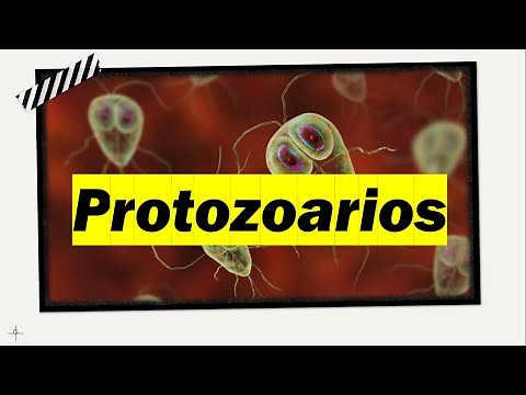 PROTOZOARIOS - ¿Qué son? Estructura, clasificación, nutrición, respiración... :)