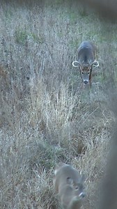 96K views · 2.5K reactions | Midwest chasing is still going strong. What are the rut conditions looking like near your stand? #whitetailproperties | National Deer Association | | Whitetail Properties | Facebook