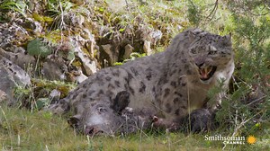 2.6M views · 10K reactions | A parent’s job is never done. ❤️ Watch as this snow leopard mama provides food for her cubs. To meet the little ones, you’ll have to tune in tomorrow. Survival of the Snow Leopard premieres at 8PM. | Smithsonian Channel | Facebook