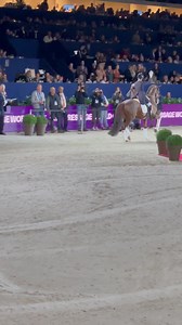 123K views · 5.3K reactions | Vanmiddag Kisten Brouwer prijsuitreiking met Foundation (KWPN hengst) GP5* Kür | Stal Brouwer (SB-Stables) | Facebook