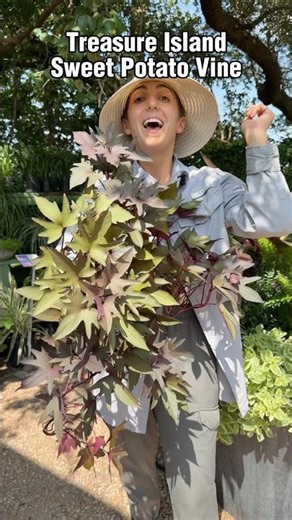 Meet the Edible Ornamental Sweet Potato 🍠 perfect for ATX containers #gardening #shorts