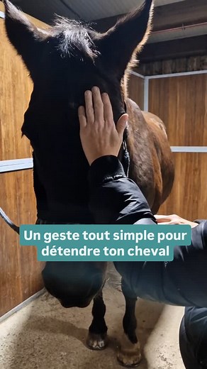 Massage de ton cheval : un geste simple l apaiser et le détendre Aujourd’hui je te propose un geste de massage tout simple à realiser avec ton cheval: le massage des muscles temporaux 🌟 trace des lignes verticales (de haut en bas) en utilisant le bout de tes doigts (bien à plat, surtout pas les ongles). La pression est légère 🌟 ensuite trace des lignes horizontales (de l'intérieur du front vers l extérieur) en utilisant la même pression. Va lentement et calmement N oublie pas de ✨️ respirer ca