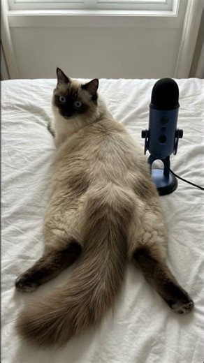 Ragdoll cat fart 💨 - Try Not to Laugh! 🤣🤣🤣 #ai