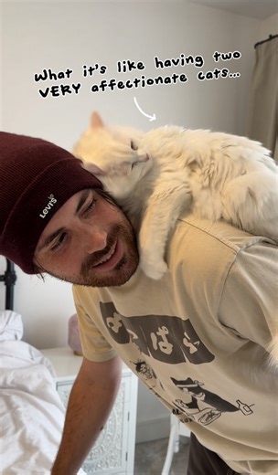 1.7M views · 73K reactions | What it’s like having two VERY affectionate cats…  #catsoffacebook #catoftheday #cuddles #cute #cats #catloversclub #deafcats #siberiancats #catlove #funny | A Cat Called Donut | Facebook