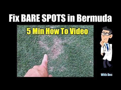 Bermuda Grass Repair - QUICK Bare Spot Repair