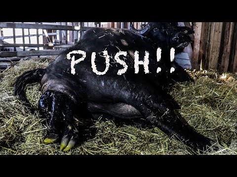 Water buffalo GIVING BIRTH!