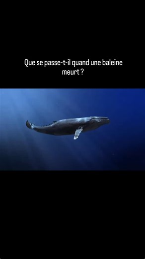 @mandukyaterra on Instagram: "Quand une baleine meurt en pleine mer, son histoire ne s’arrête pas. Elle commence même un nouveau chapitre, invisible mais essentiel pour l’océan. D’abord, son immense corps perd peu à peu sa flottabilité et descend vers les profondeurs, dans un lent voyage appelé la chute de baleine. En touchant le fond, la carcasse devient un véritable oasis dans un monde où la nourriture est rare. Des dizaines d’espèces se rassemblent alors : des requins et poissons charognards 