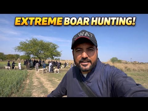 12 Wild Boars Hunted Together with Dogs | 2 Caught, Rest Escaped