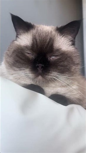 看咪的眼神有点不清醒😂 #cat #cuteanimals #猫咪 #catvideos #pets #funny #kitten