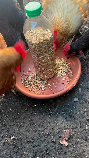 693K views · 10K reactions | Fabrique un mangeoire à poules gratuit #astuce #poule #diy #mangeoire | Jonathan coni | Facebook