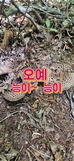 26년9월18일#능이#능이산행#버섯산행#노루털버섯#자연산버섯