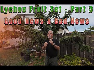 "Growing Lychee Fruit Trees: How Drought and Windy Conditions Impact Your Harvest"