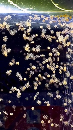 Snowflake sized baby lagoon jellyfish. . Thanks @jelliesfarm for letting me share. #jellyfish #seajellies #jellyfishes #ocean #marinebiology | Open Ocean Exploration