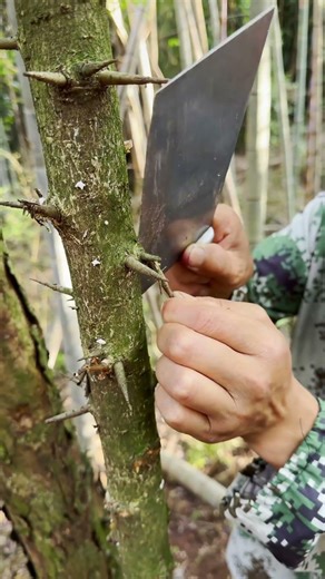 How to Remove Thorns from a Thorny Tree! Essential Wilderness Survival Skill