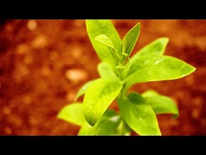 How to plant Sandalwood tree | With Activated Biochar and other ingredients
