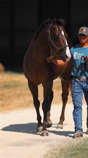 We are so happy to have Rico back!!! 😍🤗 His Stud Book is open!! And now with a very affordable price. 2026 stud fee: $1,000 Enrolled into The Colorado Classic. Ur One Famous Rebel Thank you Elite Equine Promotions for the video!! | Zerlotti Genetics Ltd.