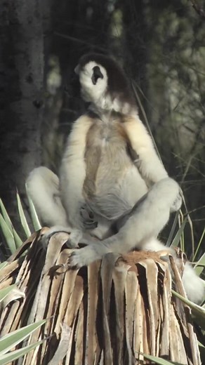 Verreaux’s Sifaka – Propithecus verreauxi #Monkey #Lemur | Vincent Ferrer
