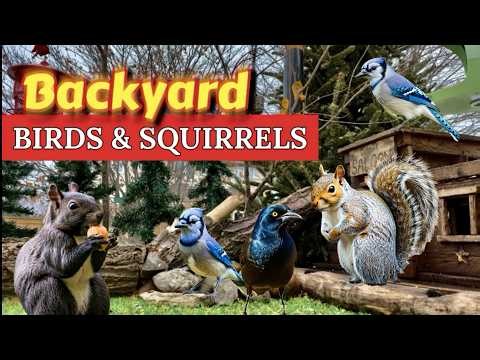 4K 🐦 Non-stop BlueJays | Ontario Backyard Bird & Squirrel Watching | Cat TV • Relaxing