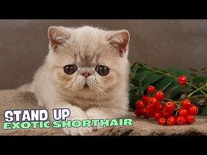 10 Reasons Why You Should NEVER Own an Exotic Shorthair Cat!