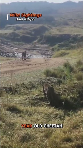 Leopard Ambushes Cheetah in Rare Sighting