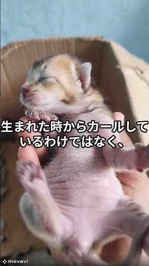 【実は知らない】『猫の雑学』「アメリカンカール」
